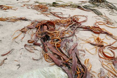 Şili 'nin Chiloe adasının sahilinde yosun var.