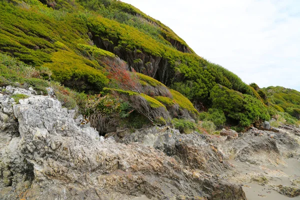 Roślinność morska na wyspie Chiloe, Chile — Zdjęcie stockowe