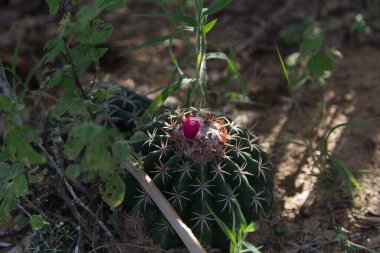Tatacoa çölünde çiçekli dikenli kaktüs, Kolombiya