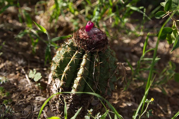 Cacto espinhoso com flores no deserto de Tatacoa, Colômbia — Fotografia de Stock