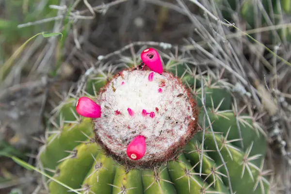 Cactus épineux aux fleurs dans le désert de Tatacoa, Colombie — Photo