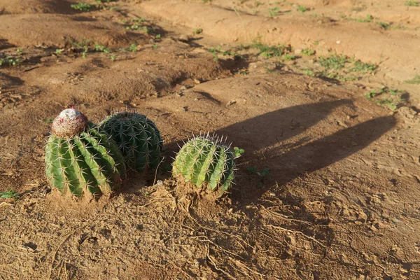 Cacto espinhoso com flores no deserto de Tatacoa, Colômbia — Fotografia de Stock