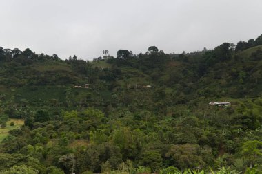 Popayan, Kolombiya yakınlarındaki bölgenin tipik bitki örtüsü