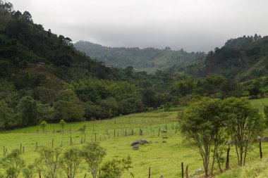 Popayan, Kolombiya yakınlarındaki bölgenin tipik bitki örtüsü
