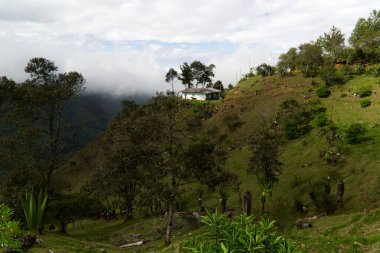 Popayan, Kolombiya yakınlarındaki bölgenin tipik bitki örtüsü