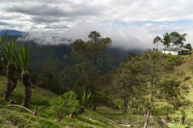 Popayan, Kolombiya yakınlarındaki bölgenin tipik bitki örtüsü