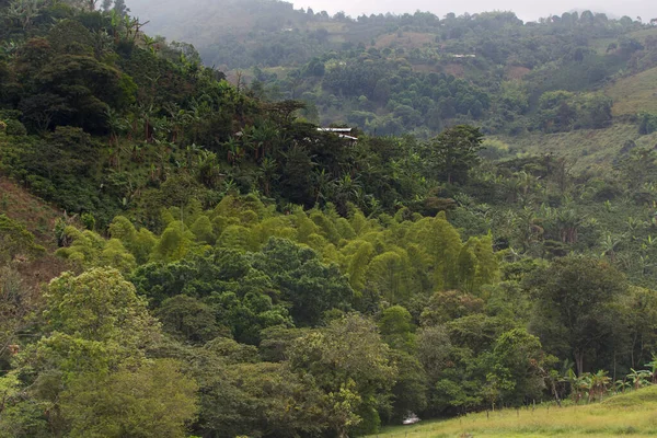 Vegetação típica da área perto de Popayan, Colômbia — Fotografia de Stock