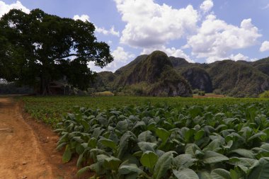 Tütün ekinleri Vinales, Küba 'da