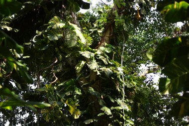 Cienfuegos, Küba yakınlarındaki tropik ormanlar