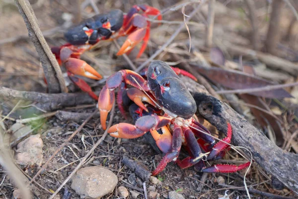 Red land crab migrating to the sea in Trinidad, Cuba — Stock Photo, Image