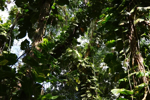 Bosque tropical cerca de Cienfuegos, Cuba — Foto de Stock