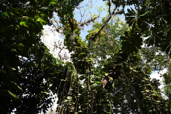 Floresta tropical perto de Cienfuegos, Cuba — Fotografia de Stock