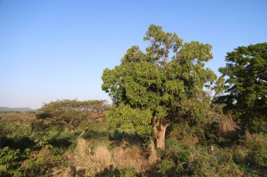 Küba, Ingenios Vadisi 'ndeki mango ağacı.