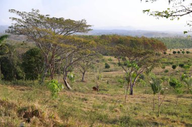 The Valley de los Ingenios, Küba