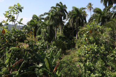 Baracoa, Küba yakınlarındaki tropik orman. Yüksek kalite fotoğraf