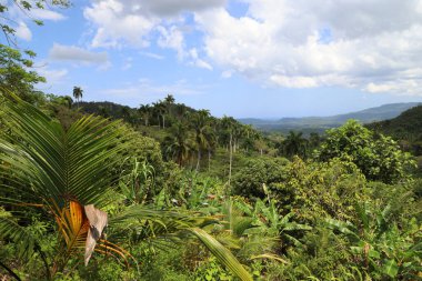 Baracoa, Küba yakınlarındaki tropik orman. Yüksek kalite fotoğraf