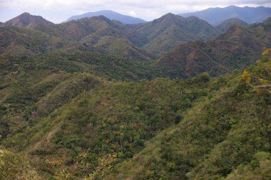 Baracoa, Küba yakınlarındaki tropik orman. Yüksek kalite fotoğraf