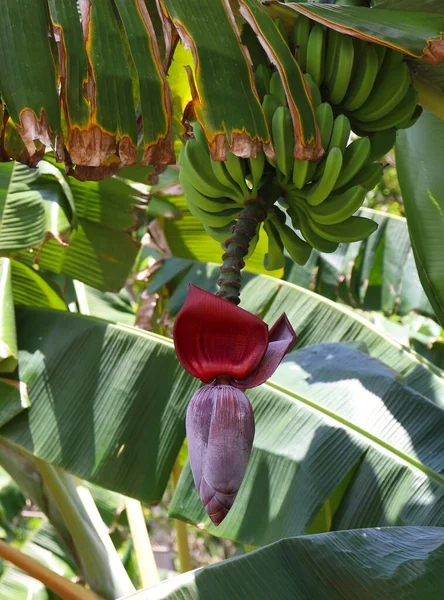 キューバの花とバナナの束 高品質の写真 — ストック写真