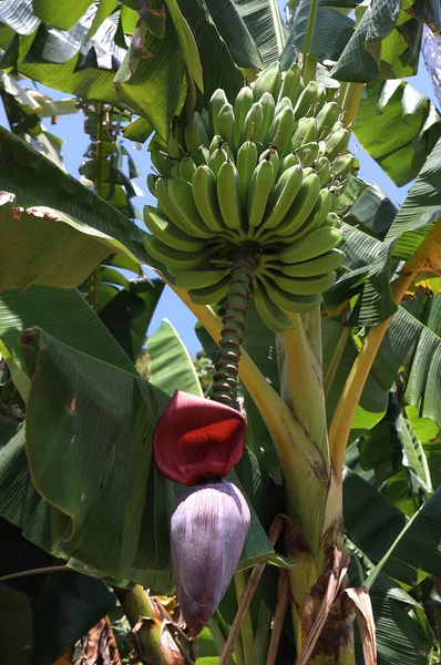 キューバの花とバナナの束 高品質の写真 — ストック写真