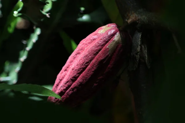 Fruit Cocoa Tree Cuba High Quality Photo — Stock Photo, Image