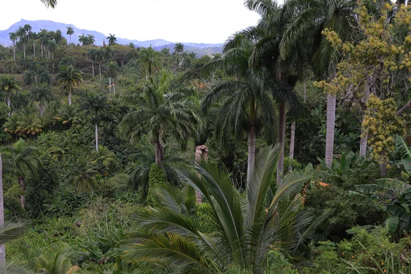 Floresta Tropical Perto Baracoa Cuba Foto Alta Qualidade — Fotografia de Stock