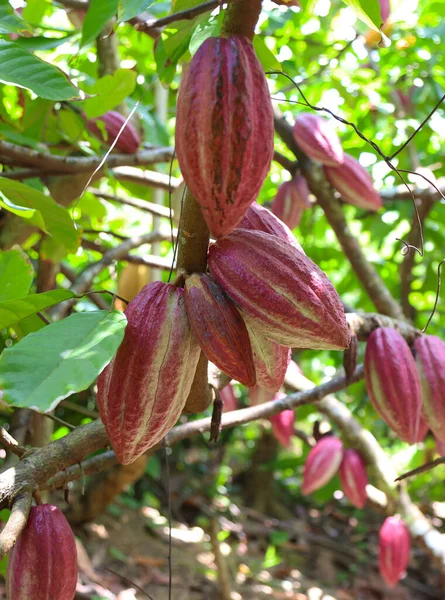 Fruits of cocoa tree, Cuba. High quality photo