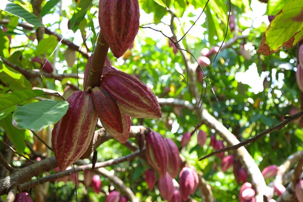 Frutos Del Cacao Cuba Foto Alta Calidad — Foto de Stock