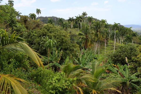 Floresta Tropical Perto Baracoa Cuba Foto Alta Qualidade — Fotografia de Stock