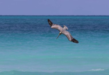 Küba 'daki Cayo Santa Maria' da pelikan avcılığı. Yüksek kalite fotoğraf