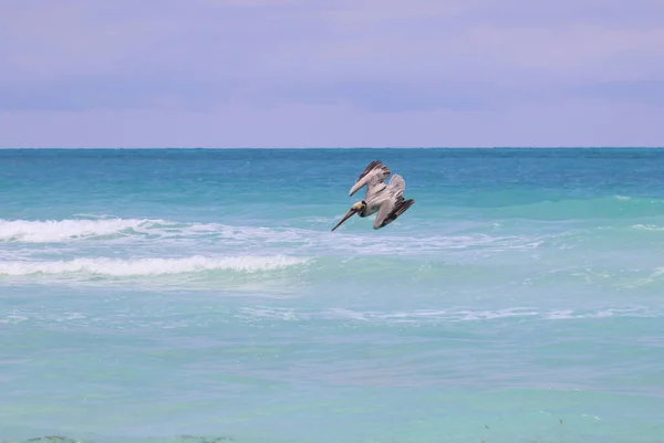 Pelikanjakt Havet Cayo Santa Maria Kuba Högkvalitativt Foto — Stockfoto