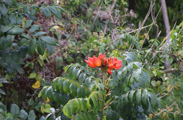 Tropisk Blomst Skoven Cuba Høj Kvalitet Foto - Stock-foto