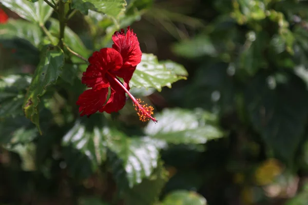 Tropische Blume Wald Von Kuba Hochwertiges Foto — Stockfoto