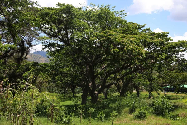 Umbrella Trees Cordillera Gran Piedra Cuba High Quality Photo — Fotografia de Stock