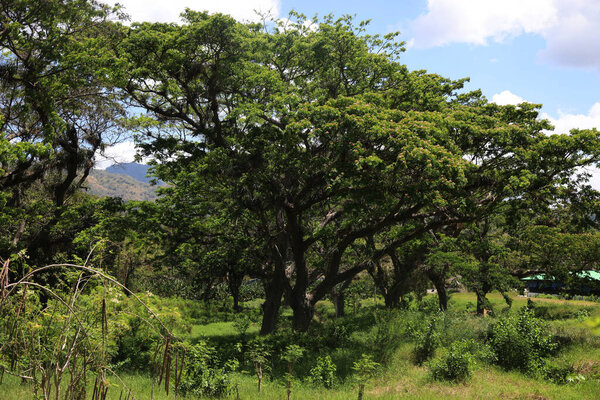 Umbrella trees near the Cordillera De La Gran Piedra, Cuba. High quality photo