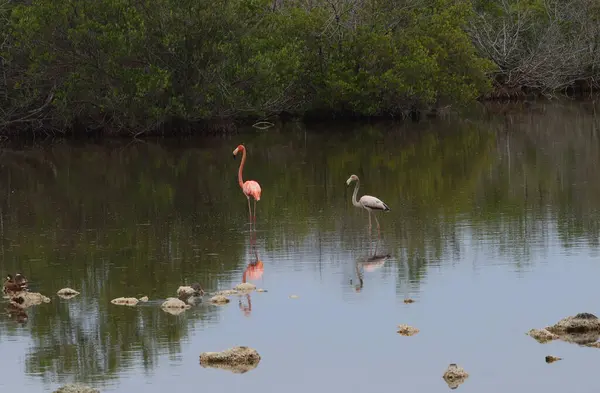 Flamingos Cayo Santa Maria Cuba High Quality Photo — Zdjęcie stockowe