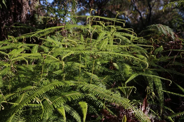 Typische Vegetation Gebirge Gran Piedra Kuba Hochwertiges Foto — Stockfoto