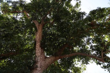 Küba 'nın tropikal ormanlarındaki mango ağacı. Yüksek kalite fotoğraf