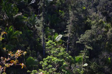 Küba 'nın Gran Piedra sıradağlarındaki tipik bitki örtüsü. Yüksek kalite fotoğraf