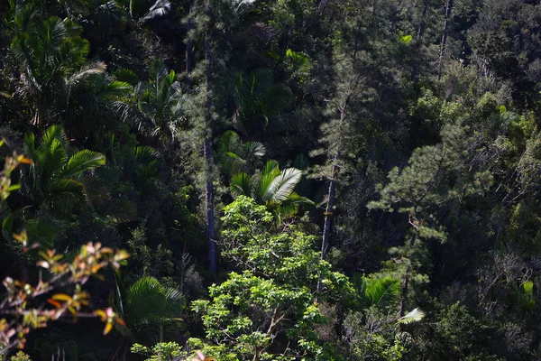 Τυπική Βλάστηση Στην Οροσειρά Γκραν Πιέντρα Της Κούβας Υψηλής Ποιότητας — Φωτογραφία Αρχείου