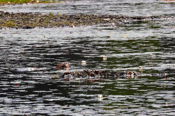 Pond Beavers Algonquin Provincial Park Ontario High Quality Photo — Stockfoto