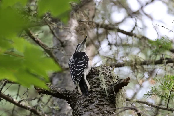 Female Hairy Woodpecker Mauricie National Park Quebec High Quality Photo — Photo