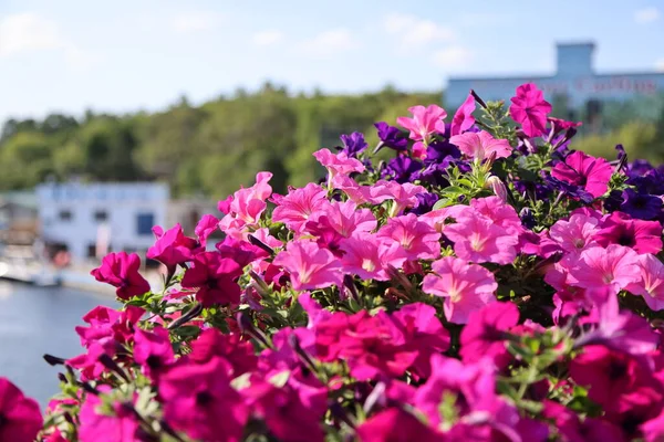 Flowers Main Street Port Carling Ontario High Quality Photo — 스톡 사진