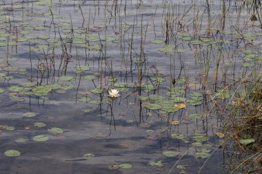 Water lilies in La Mauricie National Park, Quebec. High quality photo
