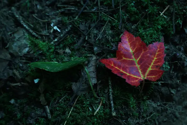 Vivid Colored Leaf Ontario High Quality Photo — Stockfoto