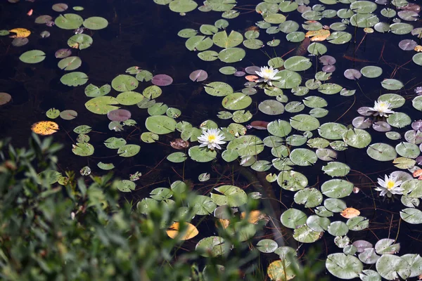 Water Lilies Mauricie National Park Quebec High Quality Photo — Fotografia de Stock