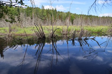 Pond in Algonquin Provincial Park, Ontario. High quality photo