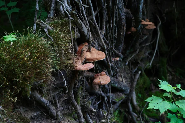 Parasitic Fungi Trees Algonquin Provincial Park Ontario High Quality Photo — Foto de Stock