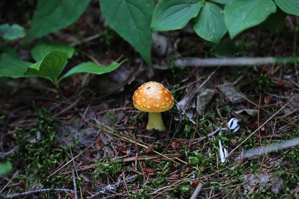 Forest mushroom in Ontario, Canada. High quality photo