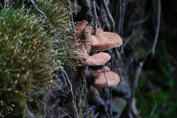 Parasitic Fungi Trees Algonquin Provincial Park Ontario High Quality Photo — 图库照片