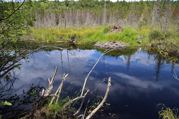 Pond in Algonquin Provincial Park, Ontario. High quality photo